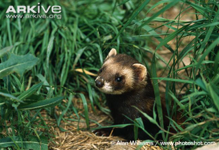 Illustration for article titled Monday Mustelid - Mustela putorius Edition